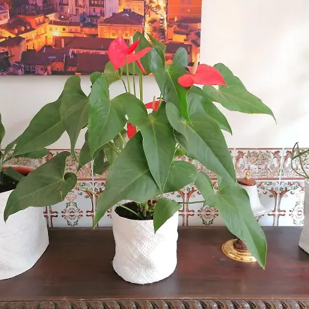 Apartment Chiado Family